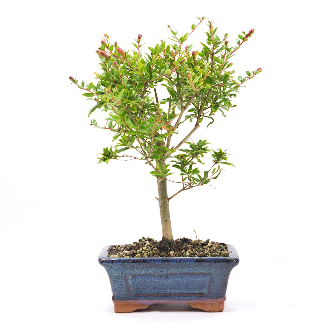 Granatapfel 'Punica granatum'